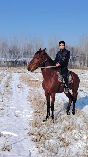  ,   Sultan, 41 ,   ,   , c , 