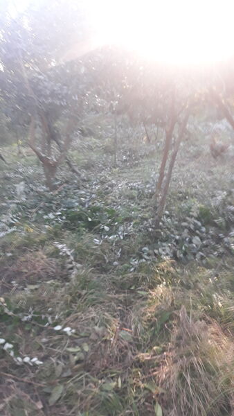  ,   Mamuka, 61 ,   ,   