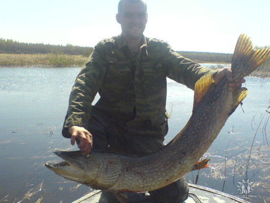 ���������� ������, ���� ������� �������, 43 ����, ������������ ��� ������