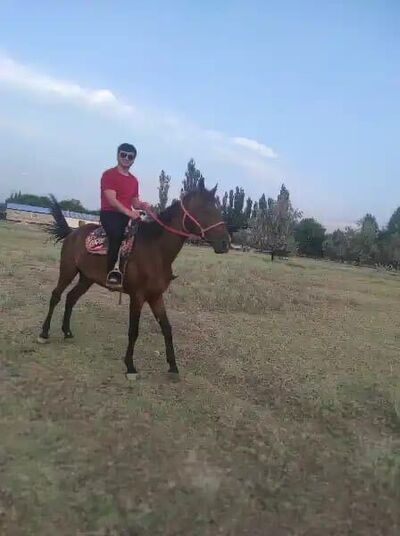  ,   Alimurod, 36 ,   ,   , c 