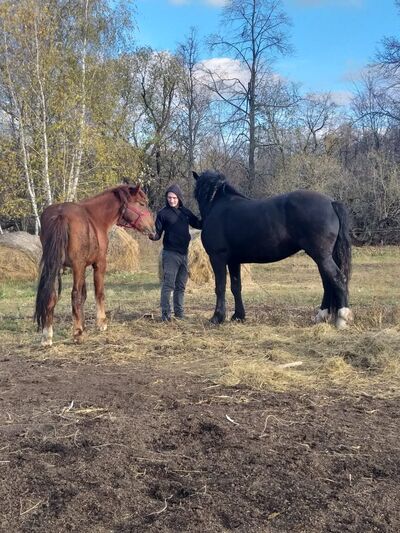  ,   Roman, 36 ,   ,   , c 