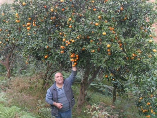 ,   Merabi, 64 ,   